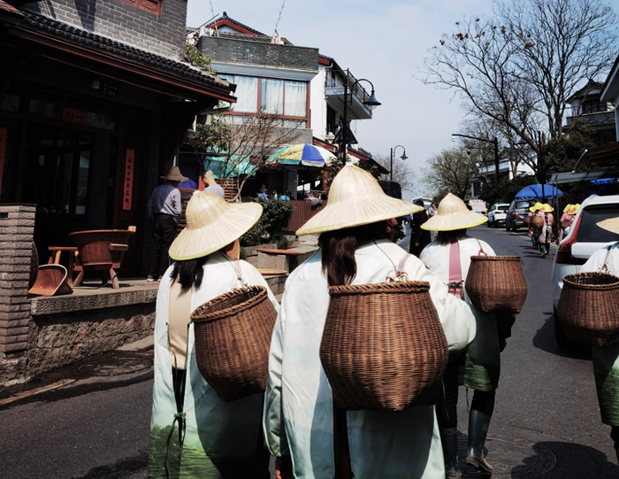 ▲上山准备采茶