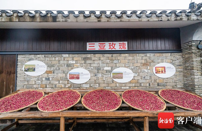 　　“风从海上来”三亚创新发展主题展将于3月28日至31日在博鳌东屿岛文化公园开展。记者 李昊 摄