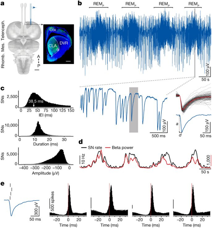 图片来自Nature, 2023, doi:10.1038/s41586-023-05827-w。