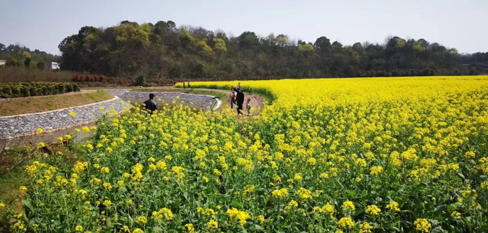 ▲石峰区井龙街道茅太新村的油菜花海。资料图