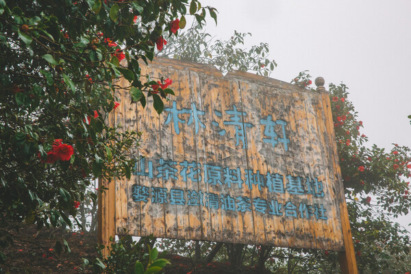 　　林清轩婺源山茶花基地图片