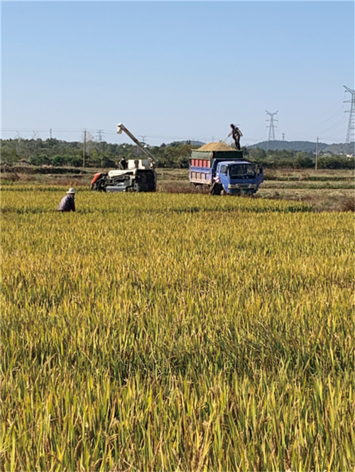 村民正在蔬语生态农业有限公司的高标准农田里作业