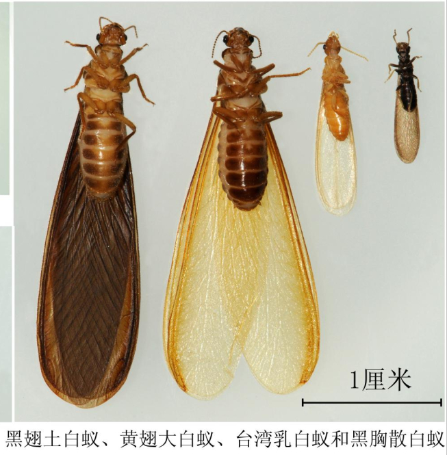 ▲几种白蚁有翅成虫外观对比图