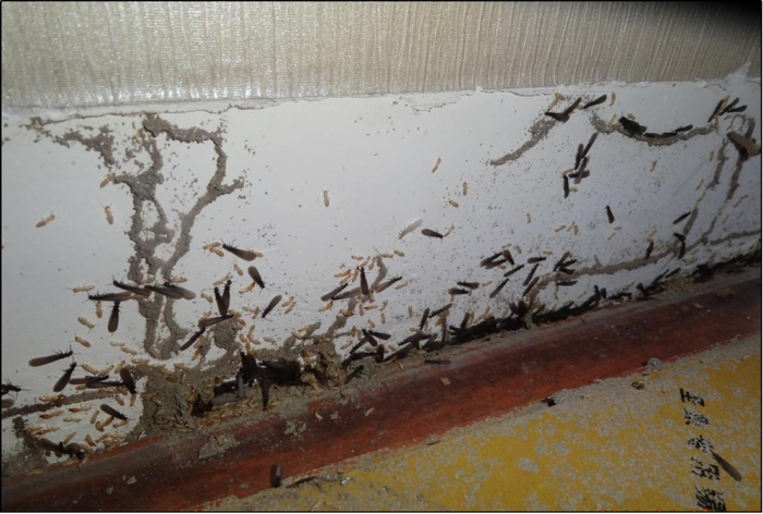 ▲搬离家具后发现大量活体白蚁