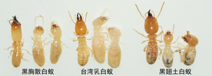 ▲成都地区三种白蚁的兵蚁和工蚁外观对比图