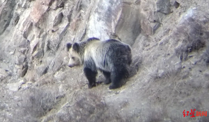 3月18日，称多县珍秦七村发现一头成年野生棕熊 图据警方