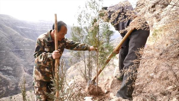 “悬崖造林队”在黄河悬崖上种树。新华社记者孙正好 摄