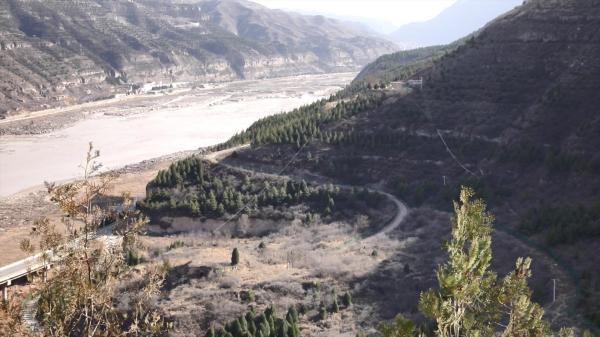 “悬崖造林队”在黄河边种下的柏树。新华社记者孙正好 摄