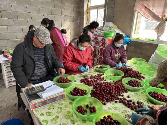 　　每天凌晨采摘的樱桃，经过分拣后通过冷链运输发往全国。（受访者供图）