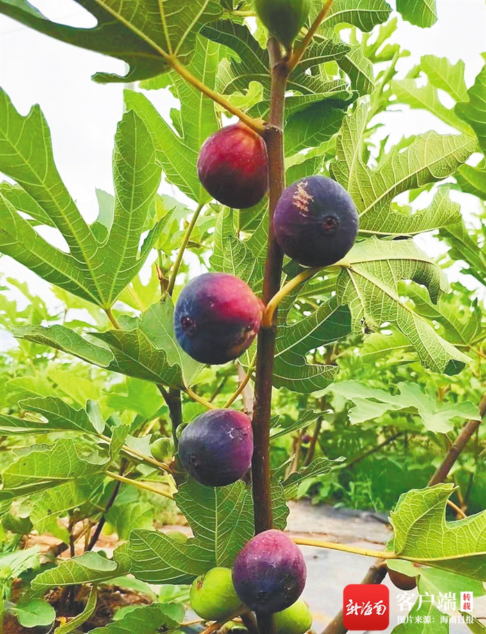 紫钻无花果。 本版图片均由海南日报记者 周月光 摄