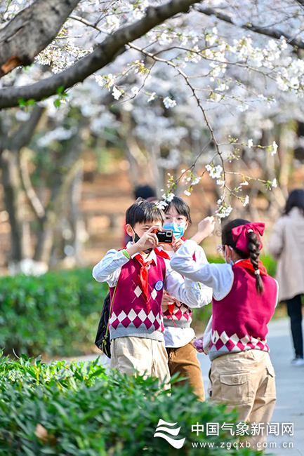图为3月15日，湖北省武汉市武汉大学樱花大道的游客们在赏樱 李端 摄影