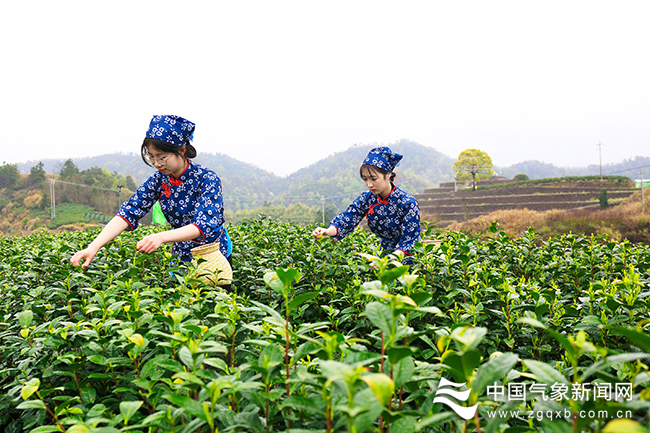 图为3月25日，浙江省台州市三门县珠岙镇香山村的茶山上，茶农们正在采摘春茶 林利军 摄影