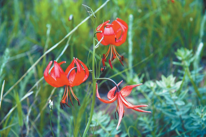 　　山丹百合 高亦珂摄