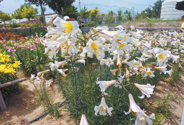 　　岷江百合 高亦珂摄