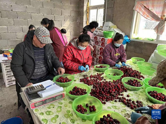 每天凌晨采摘的樱桃，经分拣后通过冷链运输发往全国。（受访者供图）