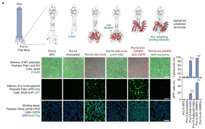 AlphaFold预测和改造Pvc13，以改变PVC系统的宿主细胞靶向性