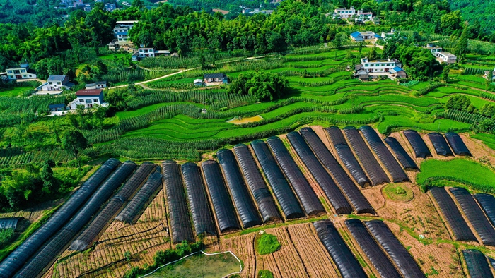 在沐川县底堡乡水月村，连片的防晒网为魔芋营造舒适的生长环境。 王荣刚 摄