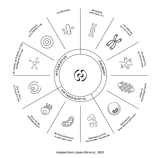 　　介绍衰老的 12 个标志
