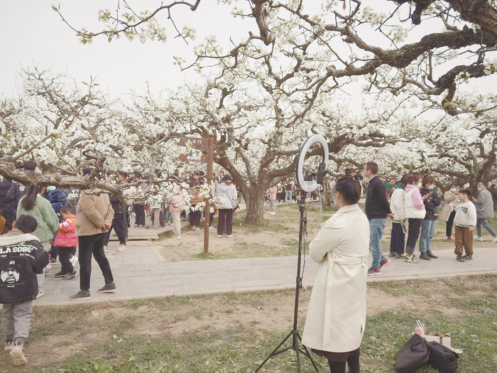 网红直播梨花节盛况。 本报记者 何雪峰 摄