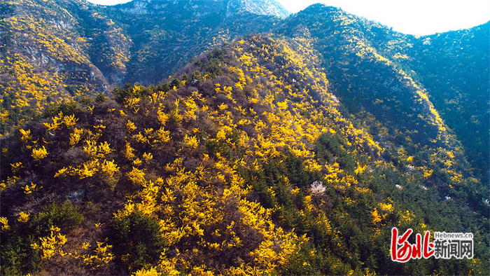 涉县太行山区成方连片的连翘花。 河北日报通讯员 杨彥忠摄