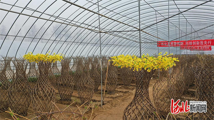 涉县连翘创意产品——连翘花瓶。 河北日报通讯员 杨彥忠摄