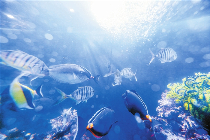 珊瑚礁型海洋牧场中养殖鱼类、海参等伴生物种。三亚日报特派记者 刘琪成 摄