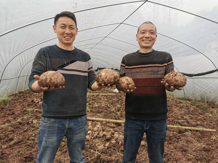 村民展示丰收的魔芋。 沐川县融媒体中心供图