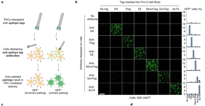 PVC介导的蛋白递送具有高度特异性