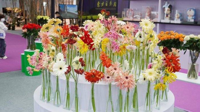 丰富的非洲菊品种瓶插展示