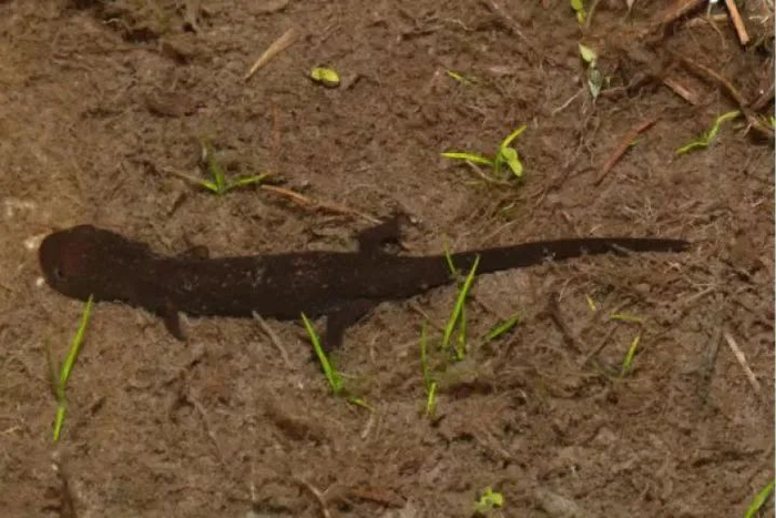 图源：清远发布