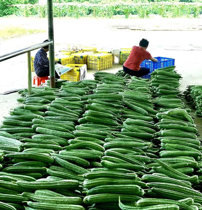 图源：阳春市融媒体中心