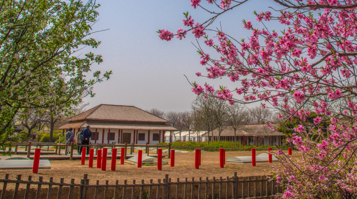 　　 殷墟国家考古公园春日美景。彭捷摄