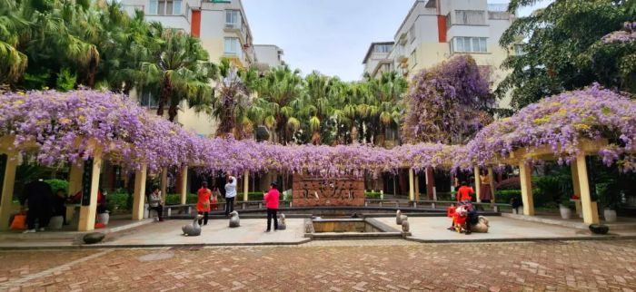 市民在新洲花园的紫藤花长廊下拍照打卡。记者 唐霁云 摄