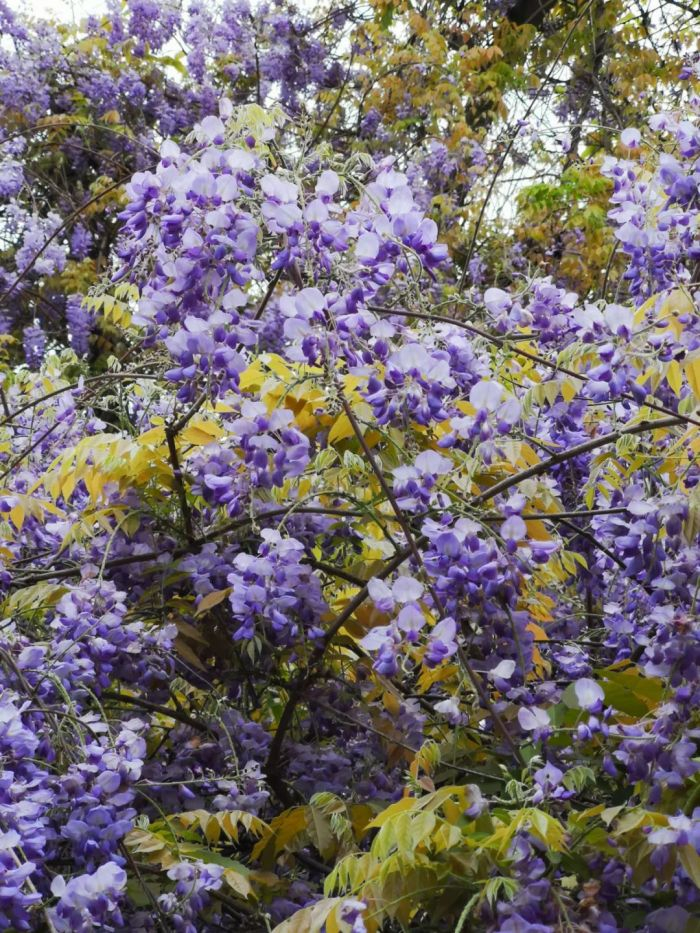 盛开的紫藤花。通讯员 李腾钊 摄