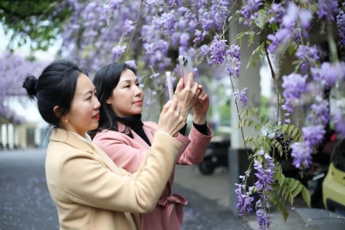市民在桂林海关宿舍赏花拍照，留下紫藤花开记忆。记者 邱浩 摄