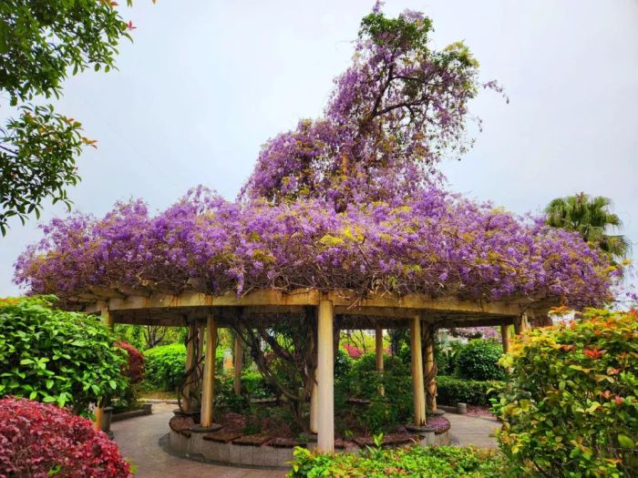 漓东科技大厦楼前绿地的紫藤，造型别具一格。记者 唐霁云 摄