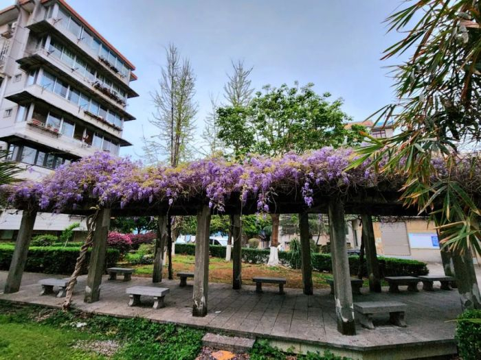 师大南苑宿舍花架上的紫藤花与周边绿植相互衬映，春意盎然。记者 唐霁云 摄