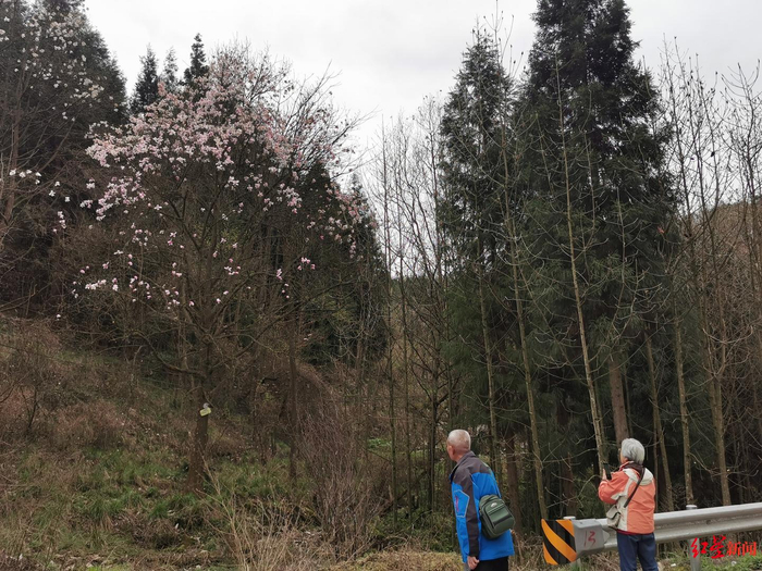 ↑游客山中赏花