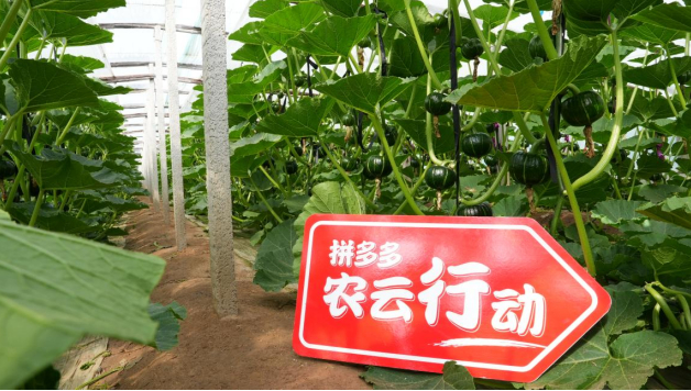 昌乐是贝贝南瓜主产区，南瓜种植面积2万余亩，其中以贝贝南瓜为主。（薛童/摄）