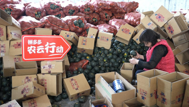 通过拼多多平台持续集中曝光、生鲜农产品品类日及全渠道推广，助力打造昌乐农产品区域和全国性品牌。（薛童/摄）