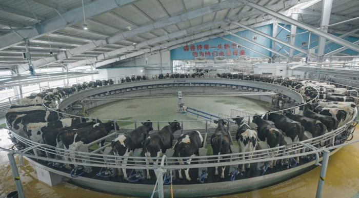 　　图说：简爱父爱牧场出产生牛乳三大核心指标已超欧盟、日本标准