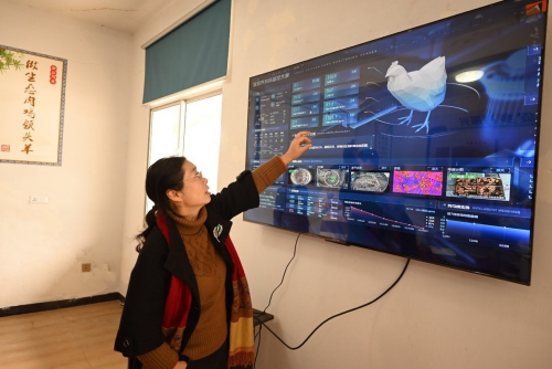 　　石柱智慧养鸡场，养殖大户汪静在办公室大屏上查看鸡舍里的鸡群生长情况。马上消费供图