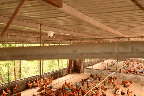 　　石柱智慧养鸡场内，安装了智能摄像头，可以随时监控鸡的活动状况等。马上消费供图