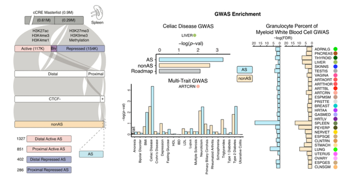 图1 等位基因特异性调控元件的注释及其与GWAS遗传变异位点的富集分析