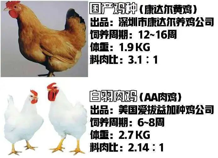 图中仅为众多国产、进口鸡种中的“代表”