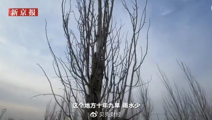 ▲当地居民接受新京报记者采访时称，当地干旱严重，不适合种植经济林。图/新京报我们视频截图&nbsp;