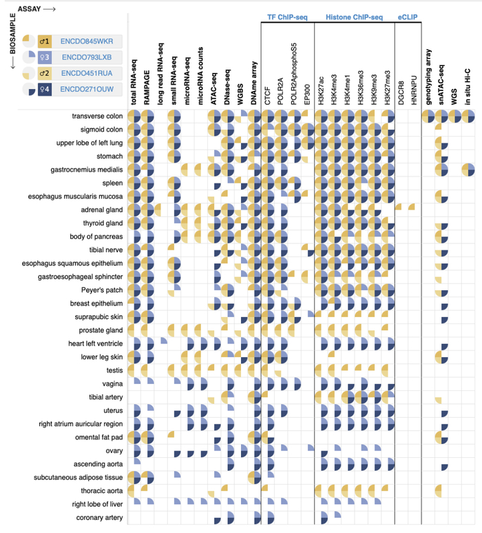 图2 来自EN-TEx的多组学数据集