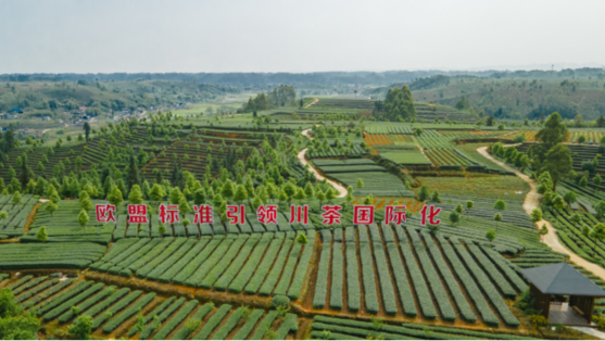 　　欧盟标准茶园