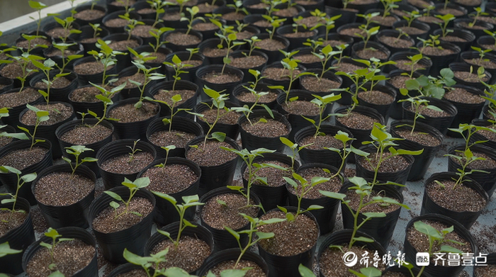 从太空回来的马铃薯实生籽催芽后成为“实生苗”，移栽至德州乐陵许家村的一个大棚里生长。   摄影：齐鲁晚报记者 李庆都