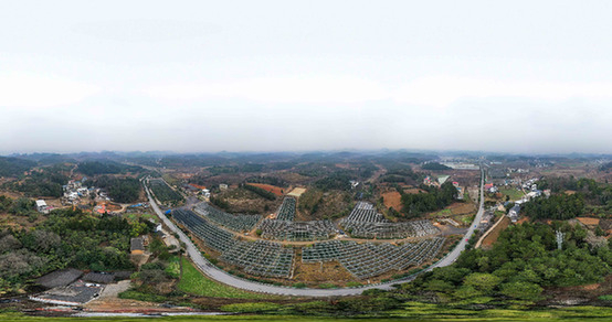 贵州玉屏侗族自治县油茶育苗中心。新华社发（胡攀学　摄）